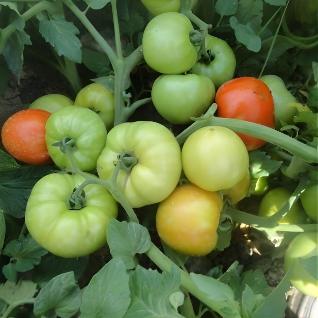 Hibrit Oturak Beef Domates Tohumu – Corinnia F1 (Sofralık) | 1.000 Adet