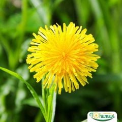 Karahindiba Tohumu - Taraksakum Officinale