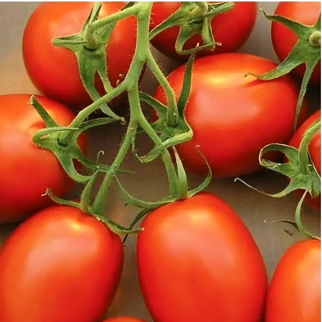 Hibrit Salçalık Domates Tohumu – NT-3484 F1 | 1.000 Adet