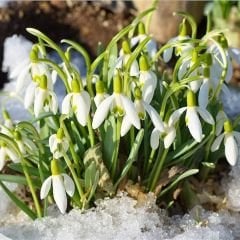 ﻿Kardelen Çiçeği  Soğanı – Galanthus Woronowii