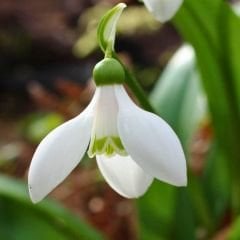 ﻿Kardelen Çiçeği  Soğanı – Galanthus Woronowii