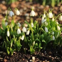 ﻿Kardelen Çiçeği  Soğanı – Galanthus Woronowii