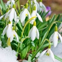 ﻿Kardelen Çiçeği  Soğanı – Galanthus Woronowii