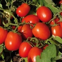 Hibrit Salçalık Domates Tohumu – Grassy F1 | 2.500 Adet