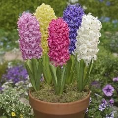 Sümbül Soğanı Karışık Renk – Hyacinthus Mix