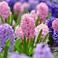 Sümbül Soğanı Karışık Renk – Hyacinthus Mix