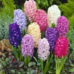 Sümbül Soğanı Karışık Renk – Hyacinthus Mix