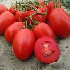 Hibrit Salçalık Domates Tohumu – Sandower F1 | 2.500 Adet