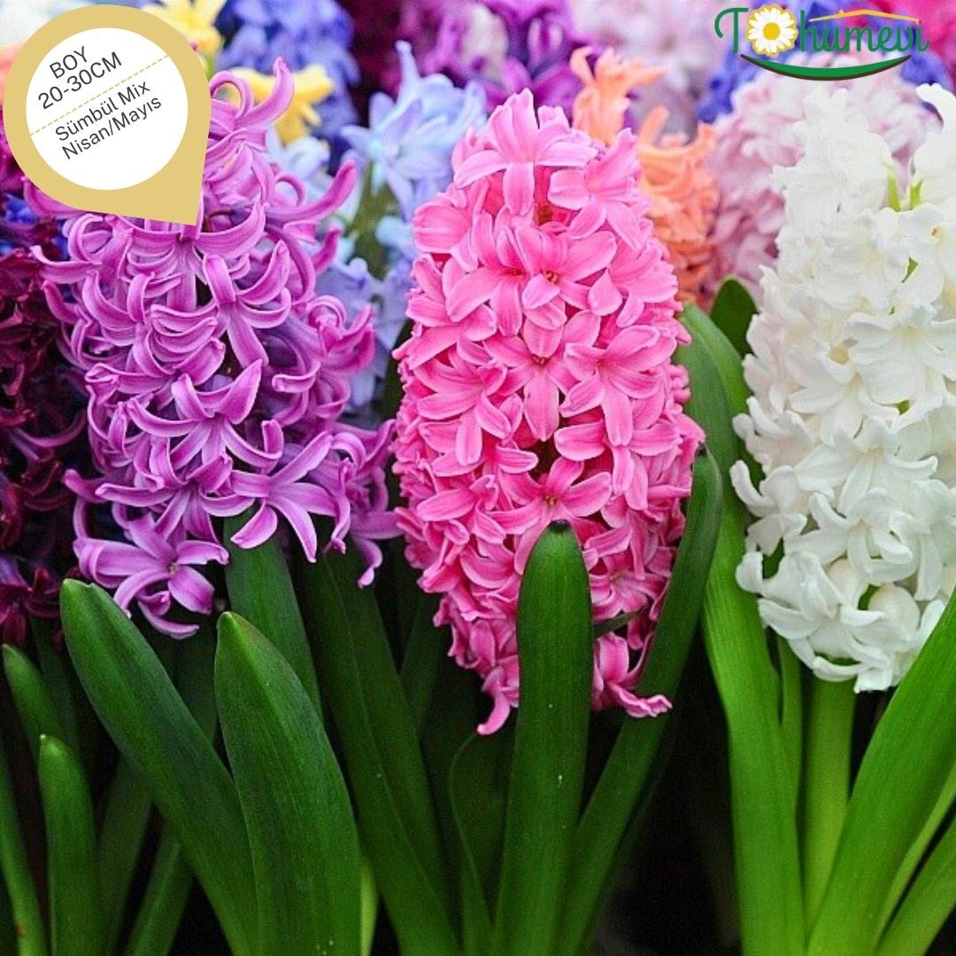 Sümbül Soğanı Karışık Renk – Hyacinthus Mix