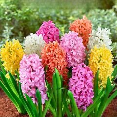 Sümbül Soğanı Karışık Renk – Hyacinthus Mix