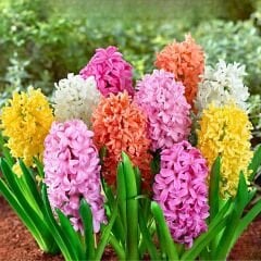 Sümbül Soğanı Karışık Renk – Hyacinthus Mix