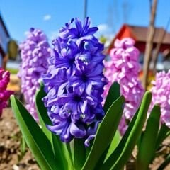 Sümbül Soğanı Karışık Renk – Hyacinthus Mix