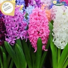 Sümbül Soğanı Karışık Renk – Hyacinthus Mix