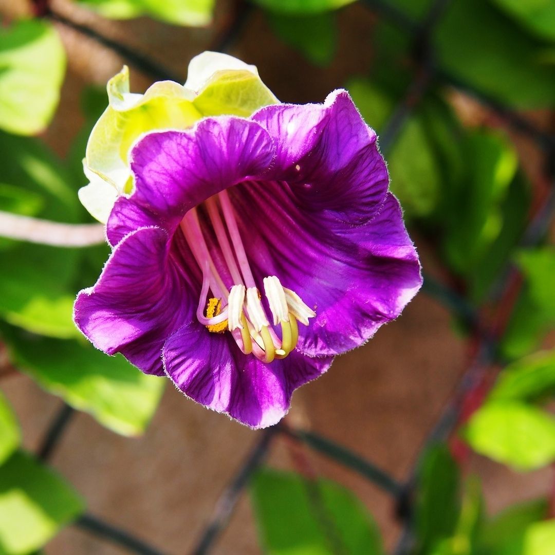 Katedral Çanları Tohumu - Çan Sarmaşığı - Cobaea Scandens