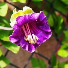 Katedral Çanları Tohumu - Çan Sarmaşığı - Cobaea Scandens