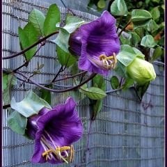 Katedral Çanları Tohumu - Çan Sarmaşığı - Cobaea Scandens