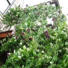 Katedral Çanları Tohumu - Çan Sarmaşığı - Cobaea Scandens