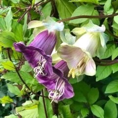 Katedral Çanları Tohumu - Çan Sarmaşığı - Cobaea Scandens
