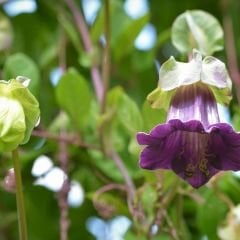 Katedral Çanları Tohumu - Çan Sarmaşığı - Cobaea Scandens