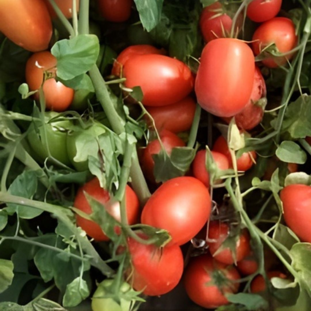 Hibrit Salçalık Domates Tohumu – Clarken F1 | 5.000 Adet