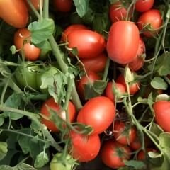 Hibrit Salçalık Domates Tohumu – Clarken F1 | 5.000 Adet