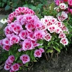 Godetya Tohumu - Clarkia Amonea – Ankara Çiçeği