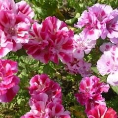 Godetya Tohumu - Clarkia Amonea – Ankara Çiçeği