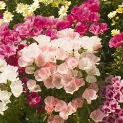 Godetya Tohumu - Clarkia Amonea – Ankara Çiçeği