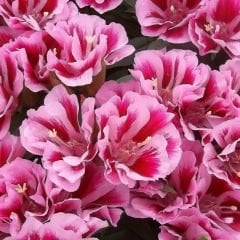 Godetya Tohumu - Clarkia Amonea – Ankara Çiçeği