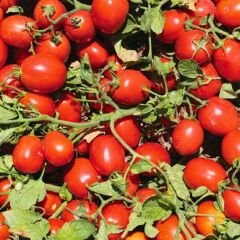 Hibrit Salçalık Domates Tohumu – Elva F1 | 5.000 Adet