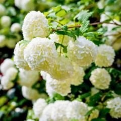 Kartopu ağacı fidanı - viburnum opulus - (2,5 lt lik saksıda)