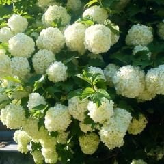 Kartopu ağacı fidanı - viburnum opulus - (2,5 lt lik saksıda)