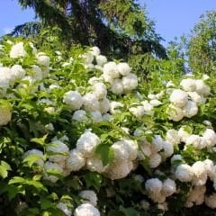 Kartopu ağacı fidanı - viburnum opulus - (2,5 lt lik saksıda)