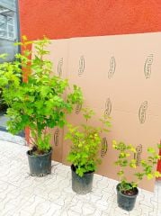Kartopu ağacı fidanı - viburnum opulus - (2,5 lt lik saksıda)