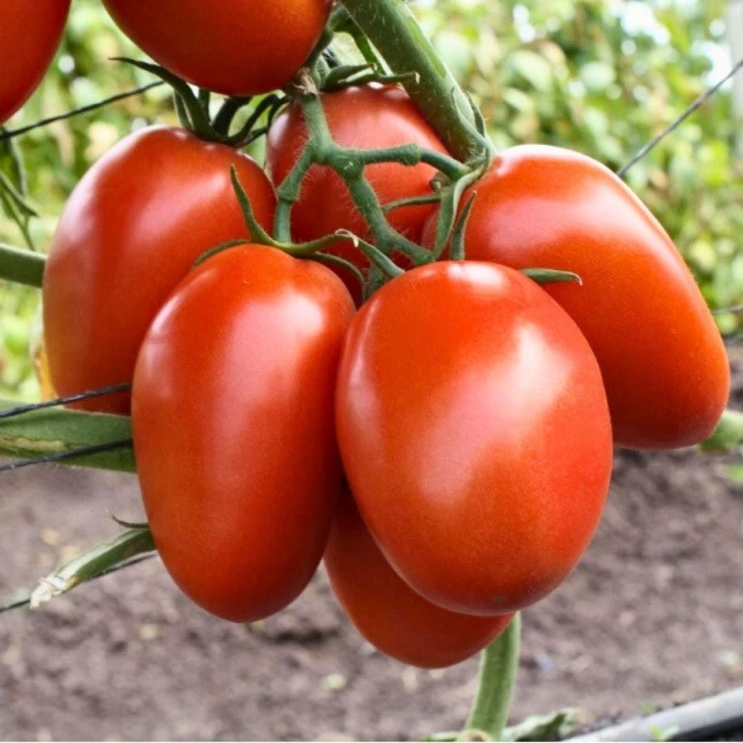 Hibrit Yarı Sırık Salçalık Domates Tohumu – Tramble F1 | 1.000 Adet