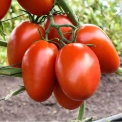 Hibrit Yarı Sırık Salçalık Domates Tohumu – Tramble F1 | 1.000 Adet