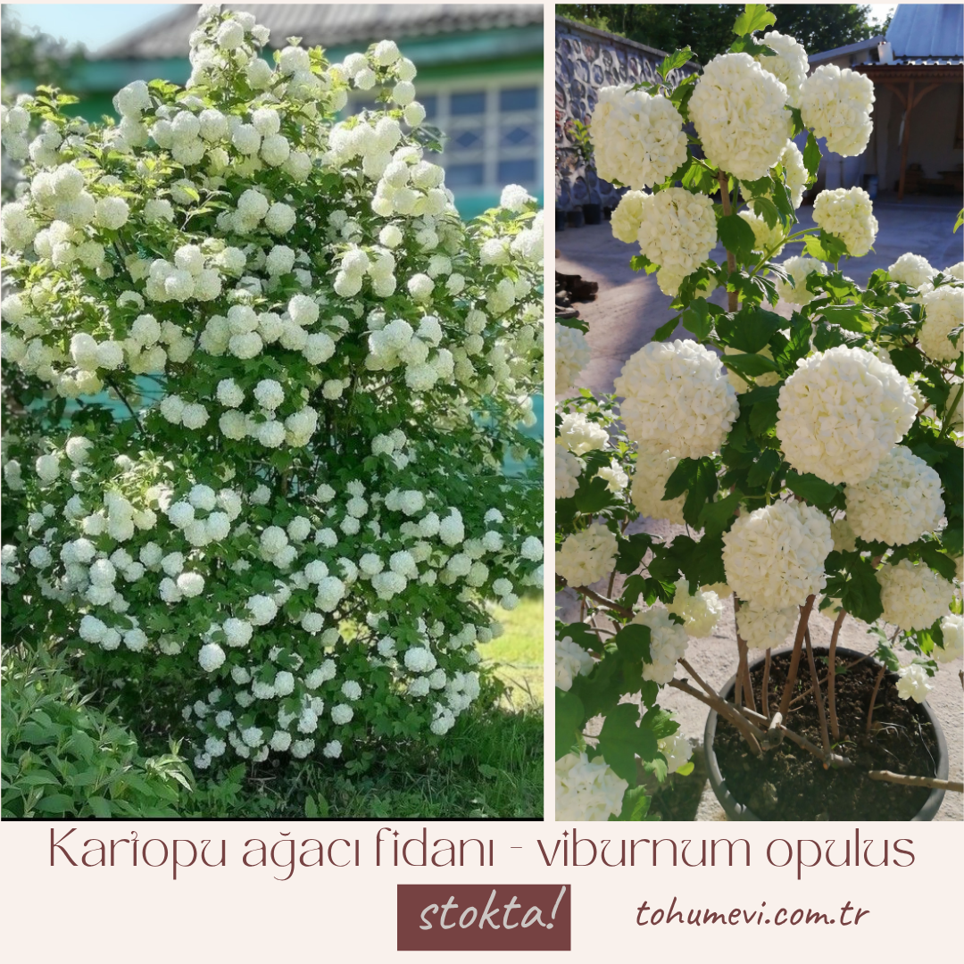 Kartopu ağacı fidanı - viburnum opulus - (2,5 lt lik saksıda)