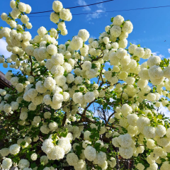 Kartopu ağacı fidanı - viburnum opulus - (2,5 lt lik saksıda)