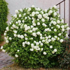 Kartopu ağacı fidanı - viburnum opulus - (2,5 lt lik saksıda)