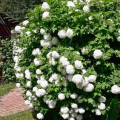 Kartopu ağacı fidanı - viburnum opulus - (2,5 lt lik saksıda)