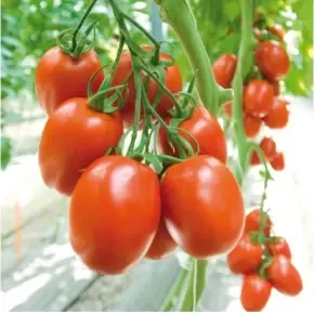 Hibrit Yarı Sırık Salçalık Domates Tohumu – Lanusei F1 | 1.000 Adet