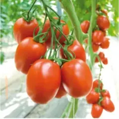 Hibrit Yarı Sırık Salçalık Domates Tohumu – Lanusei F1 | 1.000 Adet