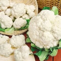 Karnabahar  Tohumu - iglo