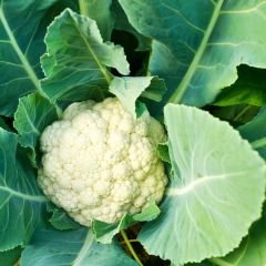 Karnabahar  Tohumu - iglo