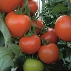 Hibrit Domates Tohumu – Diglo F1 (Sırık • Sofralık) | 1.000 Adet