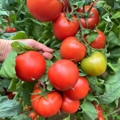 Hibrit Domates Tohumu – Hores F1 (Sırık • Sofralık) | 1.000 Adet