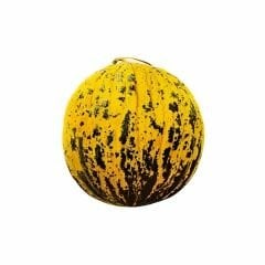 Altınbaş Kavun Tohumu