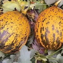 Altınbaş Kavun Tohumu