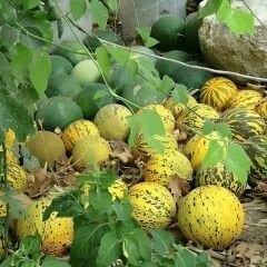 Altınbaş Kavun Tohumu