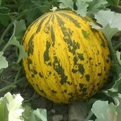 Altınbaş Kavun Tohumu